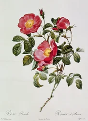 Les Roses de Thory. Rosa Pumilia